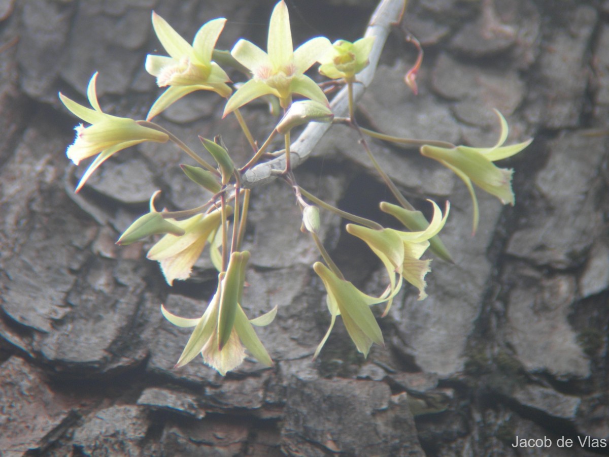 Dendrobium macrostachyum Lindl.